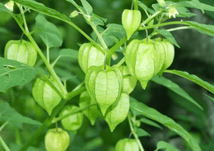 Cây tầm bóp – vị thuốc dân gian và những bài thuốc thường dùng
