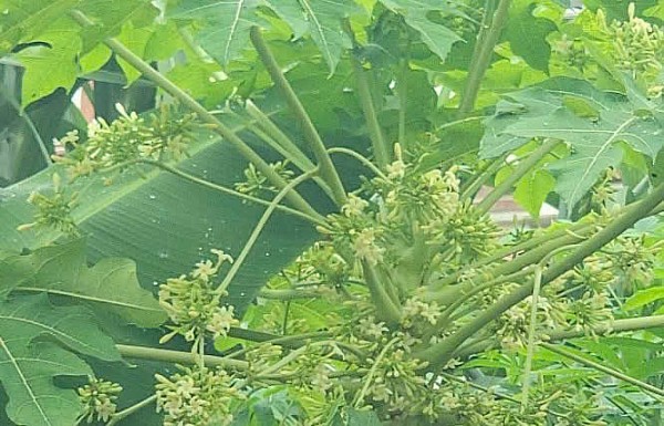 Hoa đu đủ đực - vị thuốc dân gian quen thuộc, cần dùng đúng cách