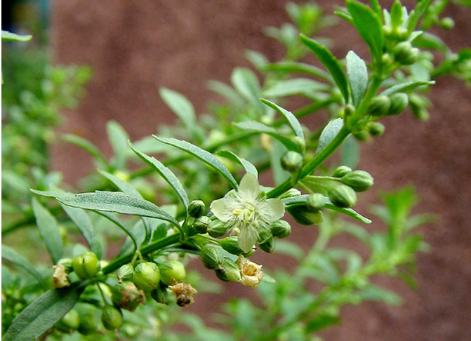Giá Trị Của Cây Cam Thảo Đất(Scoparia Dulcis L.) Dưới Góc Nhìn Y Học Cổ Truyền Và Y Dược Học Hiện Đại Giá Trị Của Cây Cam Thảo Đất(Scoparia Dulcis L.) Dưới Góc Nhìn Y Học Cổ Truyền Và Y Dược Học Hiện Đại