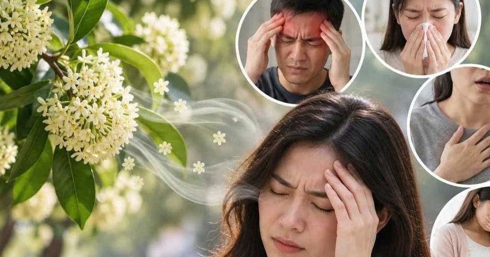Mùi hoa sữa gây khó chịu, ai dễ bị ảnh hưởng?