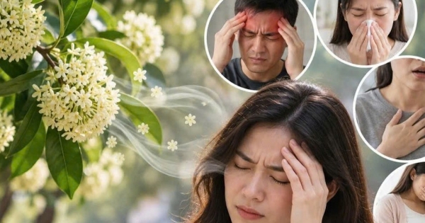Mùi hoa sữa gây khó chịu, ai dễ bị ảnh hưởng?