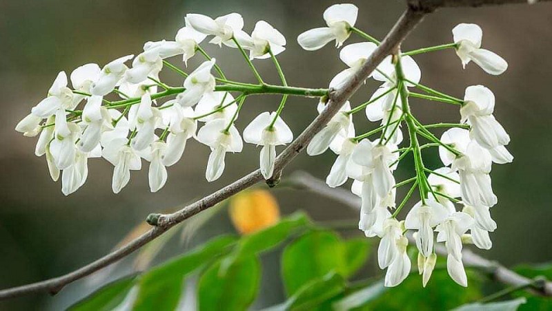 Dự báo thời tiết ngày 23/10/2026: Bắc Bộ lạnh, Trung Bộ mưa to Dự báo thời tiết ngày 23/10/2026: Bắc Bộ lạnh, Trung Bộ mưa to
