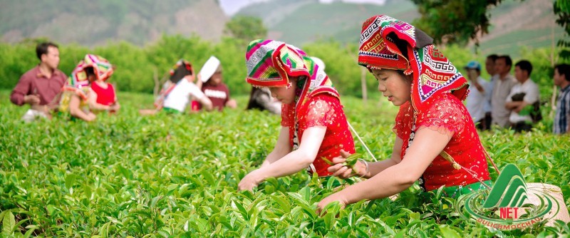 ĐIỂM THƯỞNG TRÀ TÂN LẬP TEA - nơi bạn biết hết về nghề thuật trà