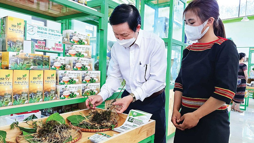 Kinh tế thảo dược - hướng tiếp cận để phát triển dược liệu ở Việt Nam