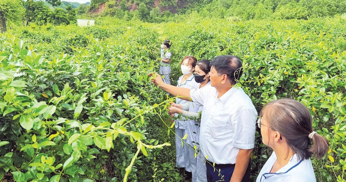 Lan tỏa giá trị của y học cổ truyền