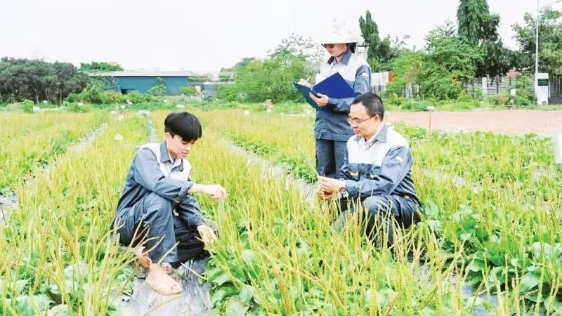 Sớm xây dựng quy trình chuẩn hóa chất lượng dược liệu