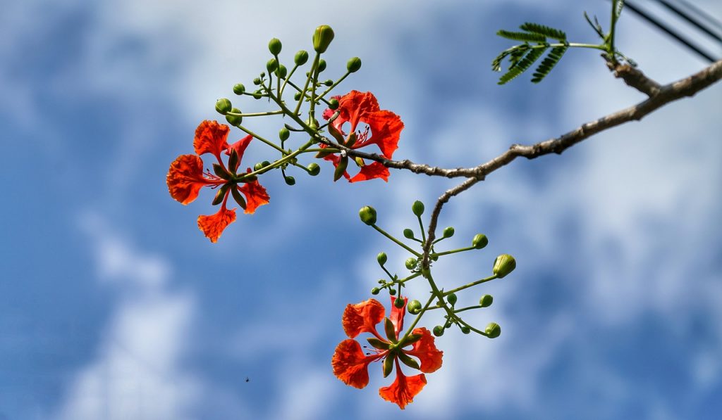 Top 101 Hình ảnh hoa phượng đỏ đẹp nhất