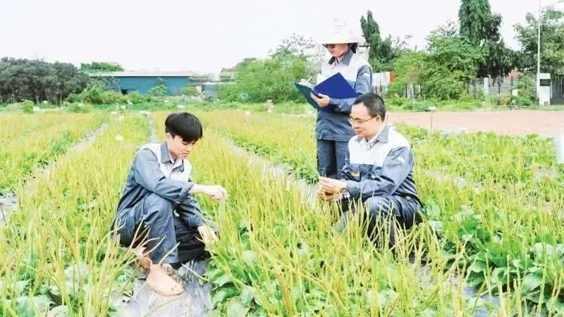 Phát huy giá trị y dược cổ truyền Phát huy giá trị y dược cổ truyền