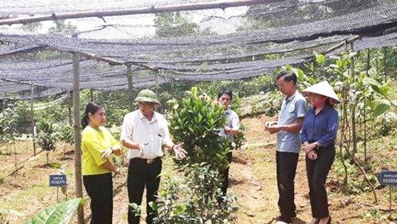 Phát triển kinh tế dược liệu Thủ đô: “Đầu tàu” là hợp tác xã, doanh nghiệp
