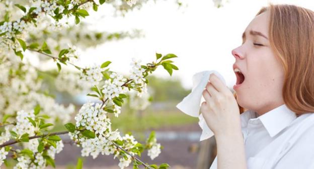 4 loại thảo dược hỗ trợ giải cứu viêm mũi dị ứng mùa xuân