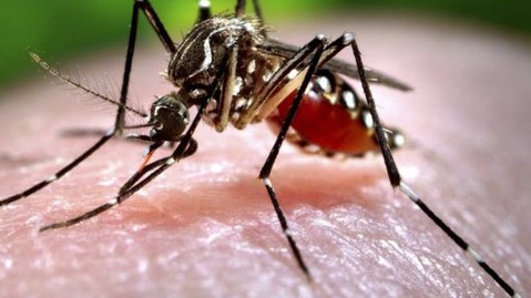 Vaccine ngừa sốt rét của Đại học Oxford được cấp phép sử dụng đầu tiên tại Ghana