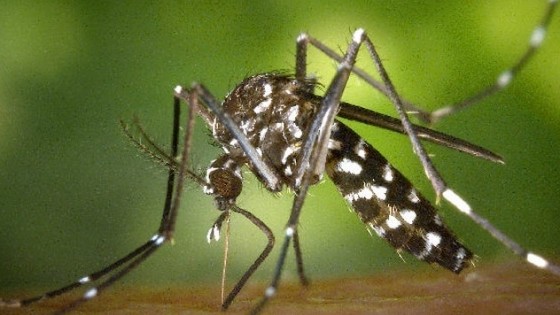 WHO cảnh báo nguy cơ dịch bệnh lây lan do ảnh hưởng của El Nino