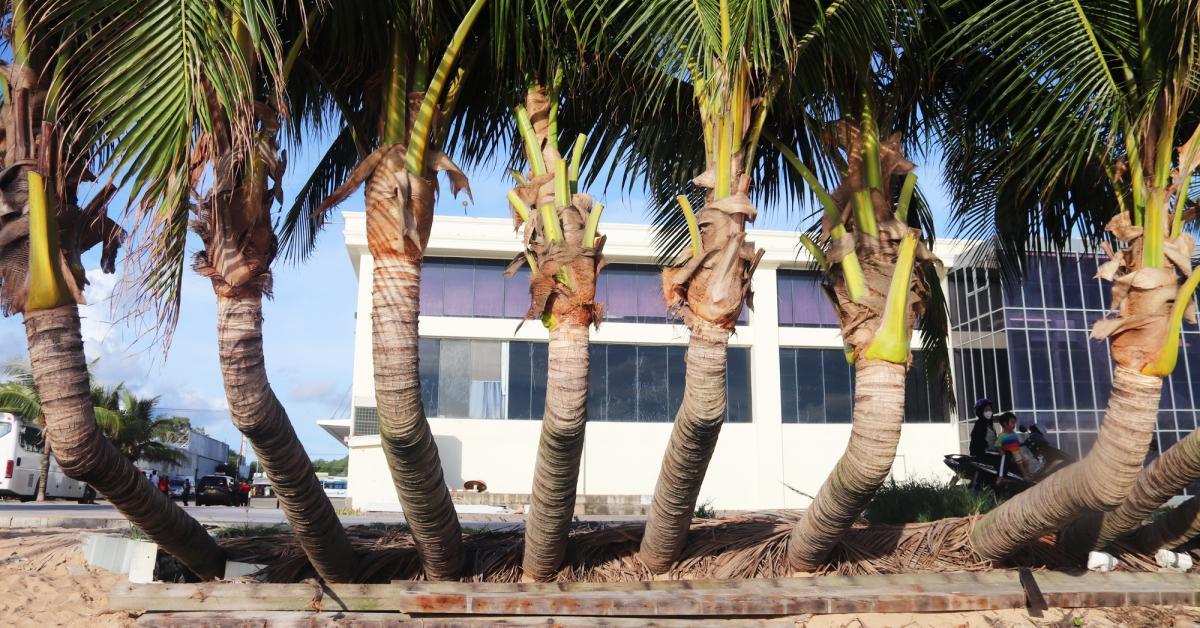 Những cây dừa uốn lượn ở Bãi Trường