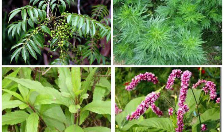 Cây thuốc nam quý được phân loại khác nhau tùy theo mỗi tiêu chí