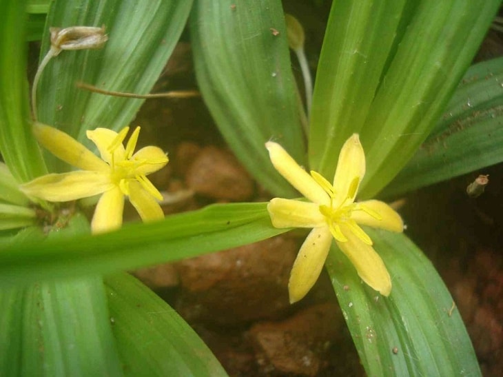 Hoa cây sâm cau màu vàng Hoa cây sâm cau màu vàng