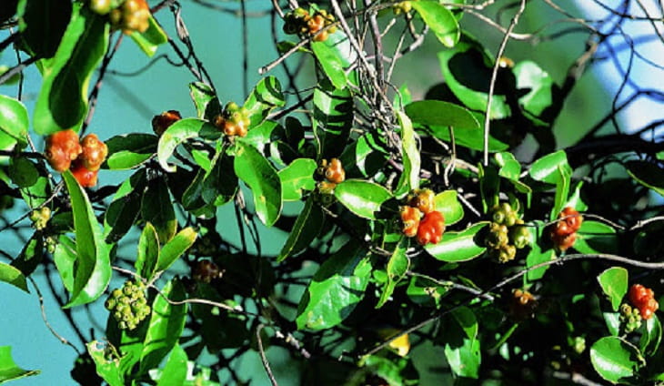 Ba kích loại cây làm thuốc có tác dụng tốt cho sức khỏe Ba kích loại cây làm thuốc có tác dụng tốt cho sức khỏe