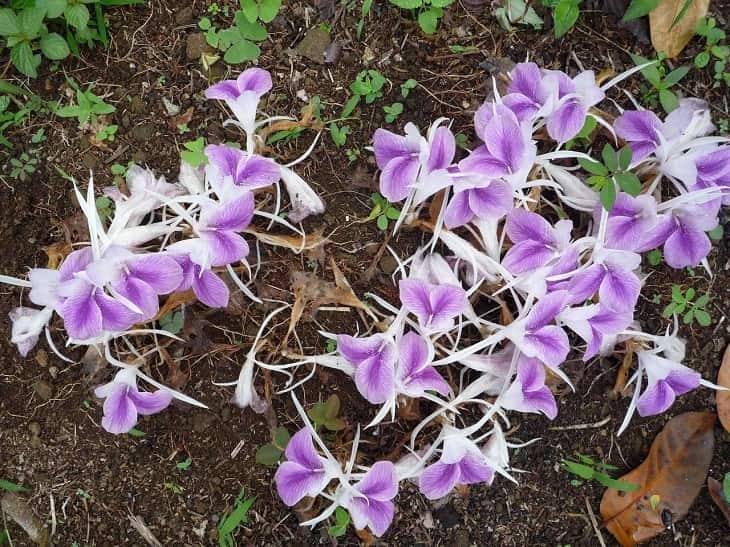 Một loại hoa tam thất Một loại hoa tam thất