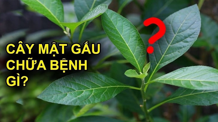 Cây mật gấu chữa bệnh gì tốt? Cây mật gấu chữa bệnh gì tốt?