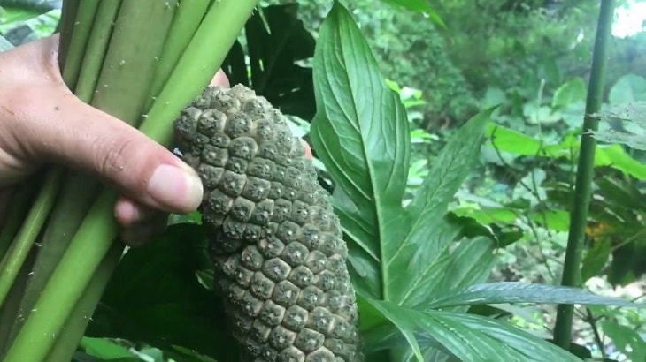 Quả ráy gai có mắt như quả na Quả ráy gai có mắt như quả na