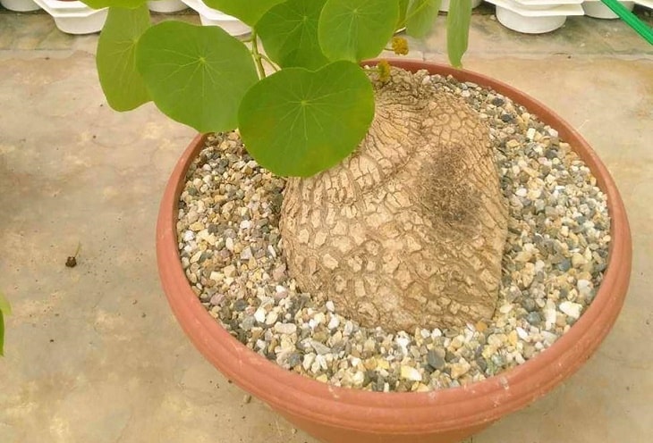 Cây bình vôi có phần củ phình to giống như cái bình Cây bình vôi có phần củ phình to giống như cái bình