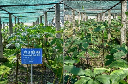Làm sống lại những cây thuốc quý hiếm tại Việt Nam