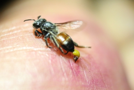 Cách sơ cứu và chữa trị khi bị ong đốt nhanh hết sưng tại nhà hiệu quả