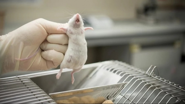 Canada sẽ cấm thử nghiệm mỹ phẩm trên động vật