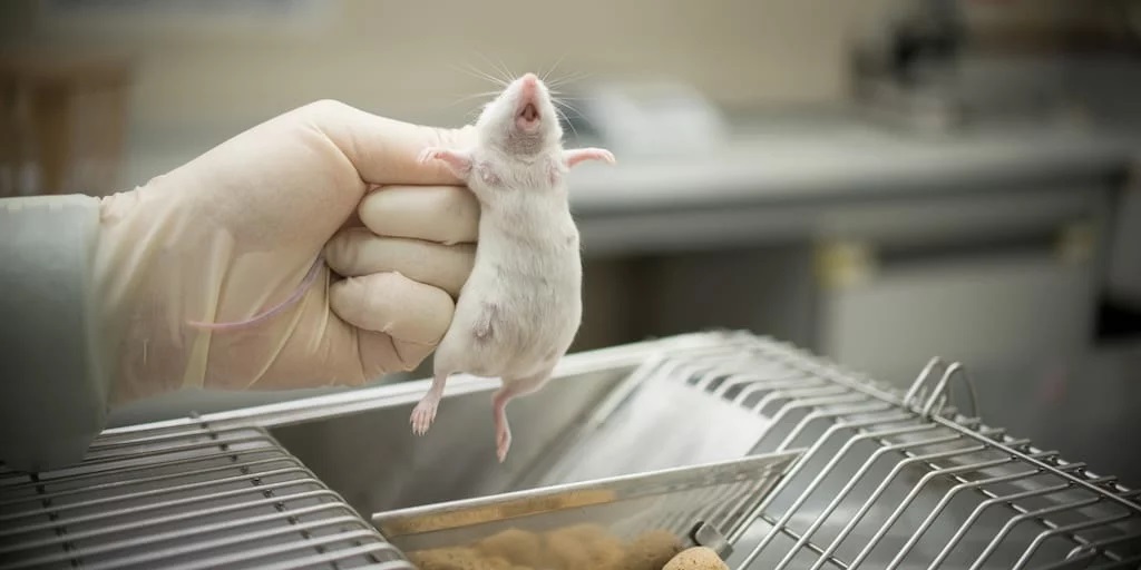 Canada sẽ cấm thử nghiệm mỹ phẩm trên động vật