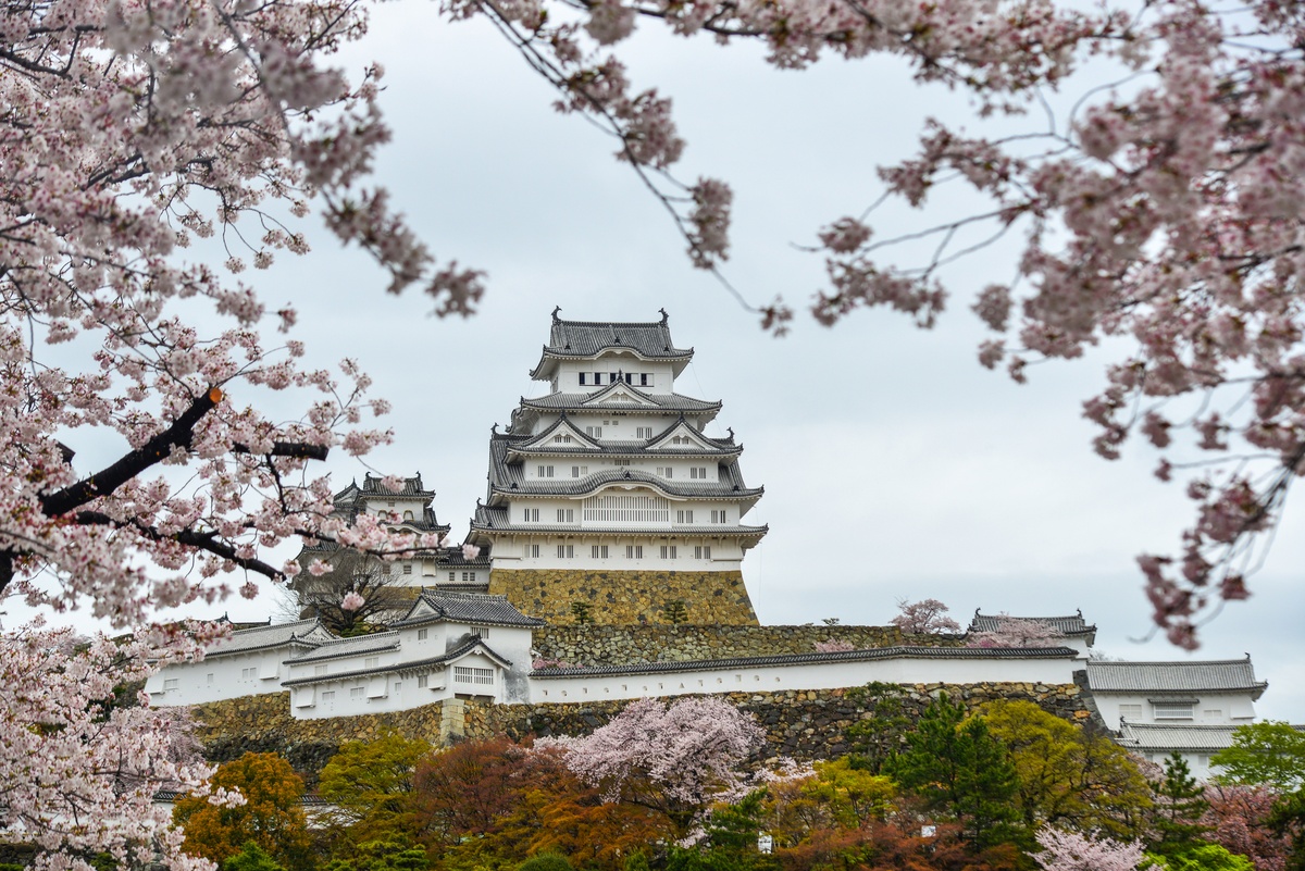 Lượng khách đi Nhật ngắm hoa anh đào tăng đột biến