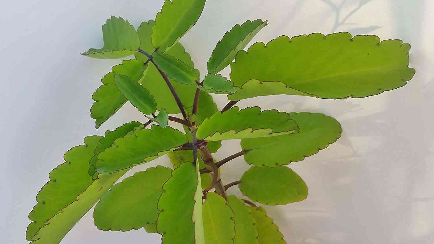 Tác dụng của lá bỏng trong y học cổ truyền