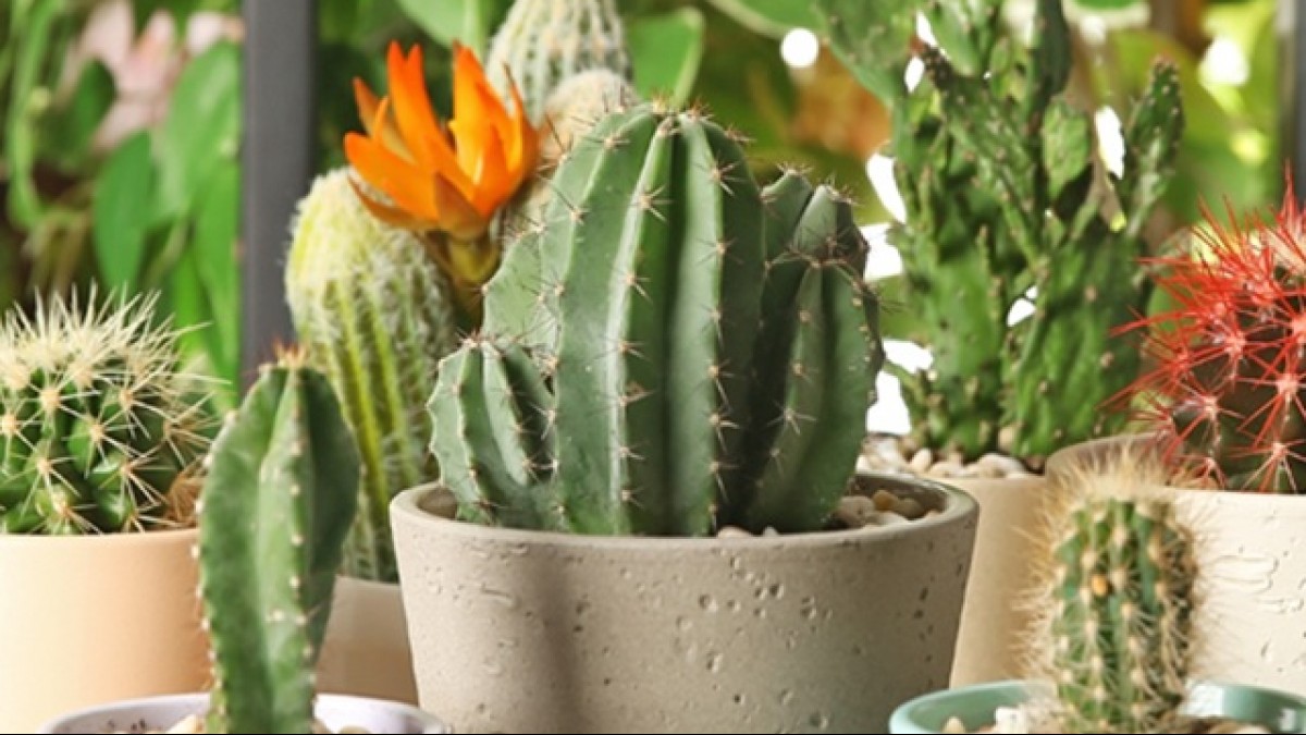 Tác dụng của cây xương rồng trong y học cổ truyền