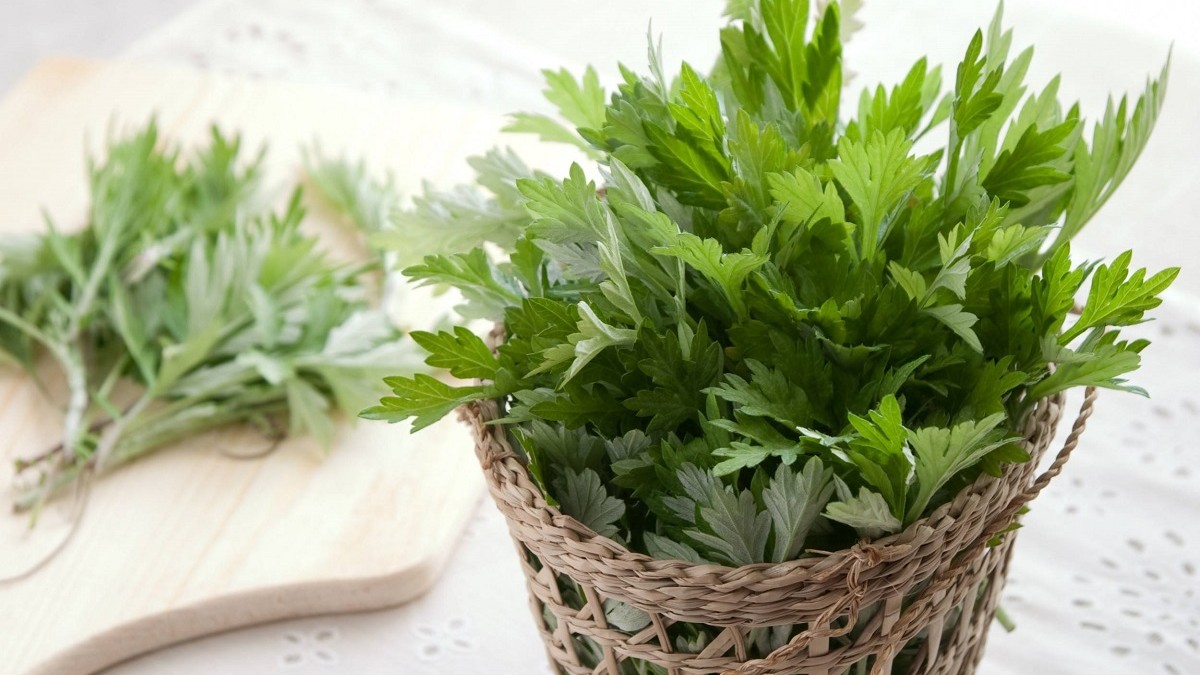 Ngải cứu - Một cây thuốc quý trong y học cổ truyền