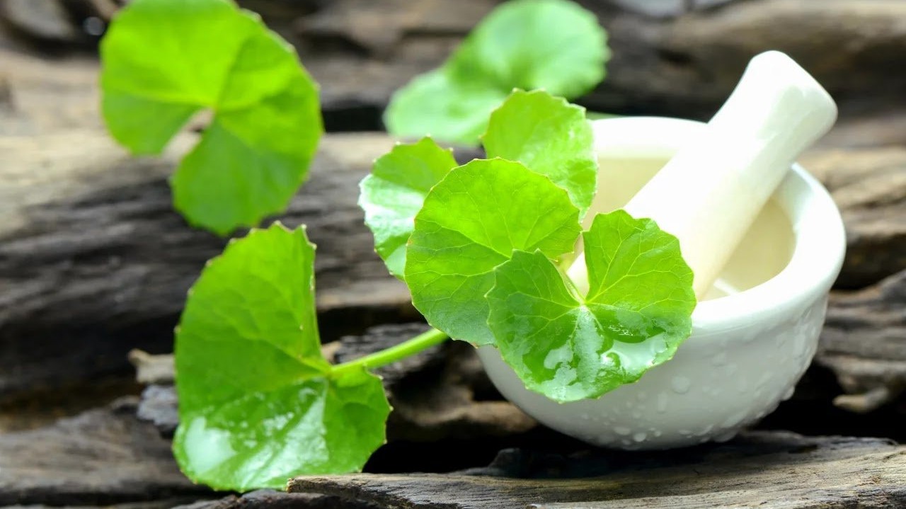 Tác dụng chữa bệnh của rau má trong Y học cổ truyền