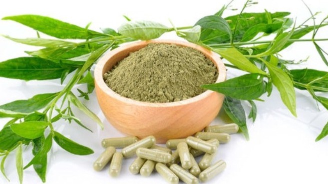 Xuyên tâm liên và những tác dụng tuyệt vời với sức khỏe