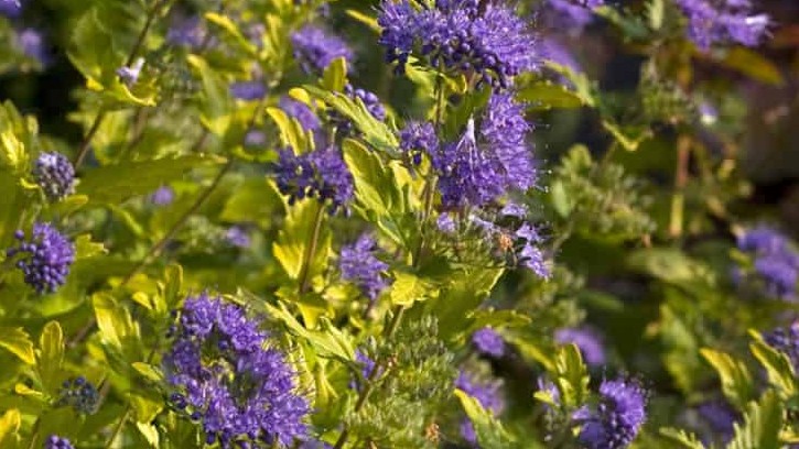 Cỏ vắp thơm (bạc hà núi) dược liệu trị cảm thần kỳ