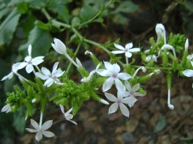 Tác dụng của cây bạch hoa xà (bạch tuyết hoa) đối với sức khỏe