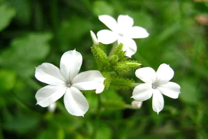 Bạch hoa xà (cây đuôi công) dược liệu quý trị các bệnh ngoài da