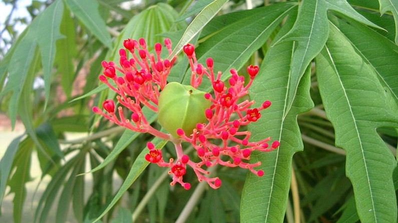 Công dụng chữa bệnh và bài thuốc từ cây bạch phụ tử