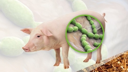 Bộ Y tế cảnh báo về căn bệnh nguy hiểm lây từ lợn sang người