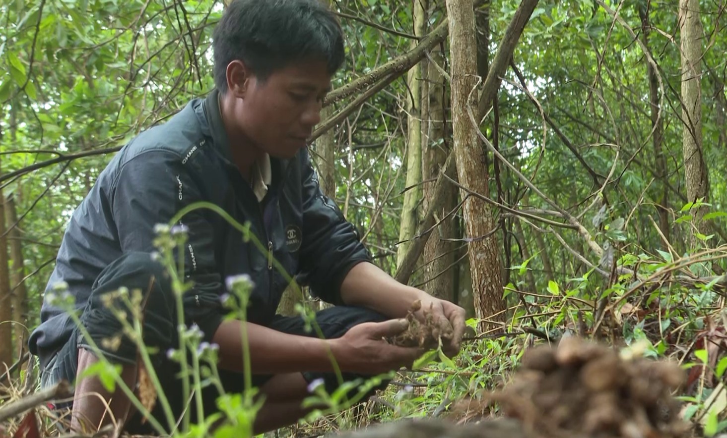 Phát triển cây dược liệu ở huyện Sơn Tây, Quảng Ngãi