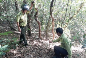 Phát triển vùng trồng và chế biến dược liệu ở huyện Phong Điền, tỉnh Thừa Thiên Huế
