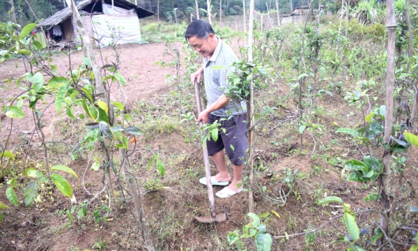 Phát huy thế mạnh từ trồng dược liệu ở huyện Ba Chẽ, tỉnh Quảng Ninh