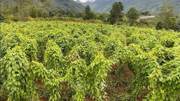 Yên Bái: Phát triển cây dược liệu để xóa nghèo