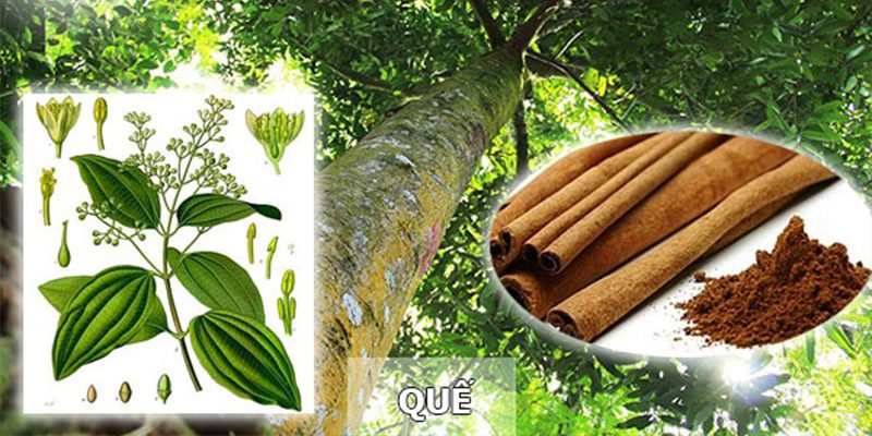 Quế dược liệu quý được xếp vào "tứ đại danh dược" với các tác dụng tuyệt vời cho sức khỏe