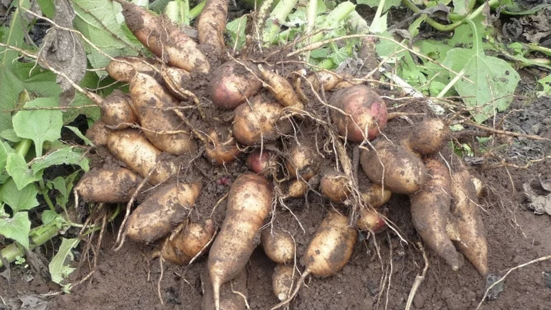 Củ sâm đất – hàm lượng dinh dưỡng dồi dào và giá trị y học đáng chú ý Củ sâm đất – hàm lượng dinh dưỡng dồi dào và giá trị y học đáng chú ý