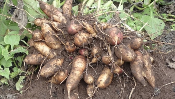 Củ sâm đất – hàm lượng dinh dưỡng dồi dào và giá trị y học đáng chú ý