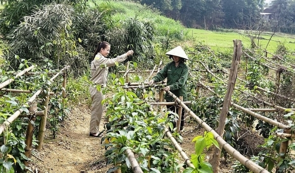 Tạo sinh kế cho đồng bào từ trồng dược liệu dưới tán rừng