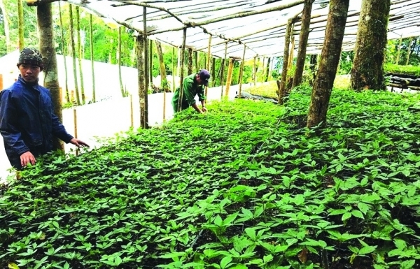 Rào cản khiến dược liệu khó “cất cánh”