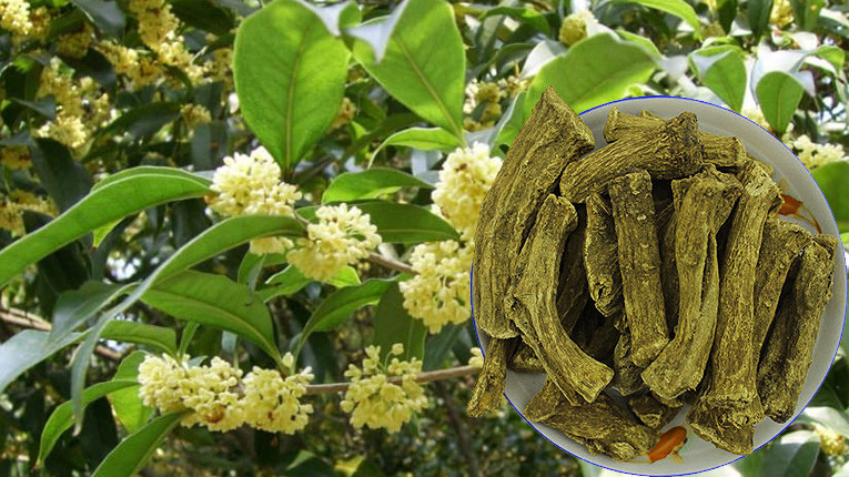 Cây mộc hương thảo dược vàng cho sức khỏe tiêu hóa