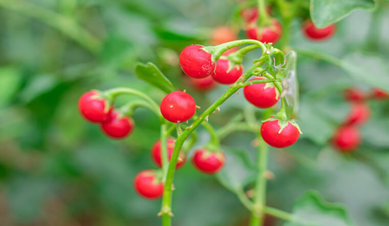 Phương pháp phòng ngừa bệnh gan theo Y học cổ truyền